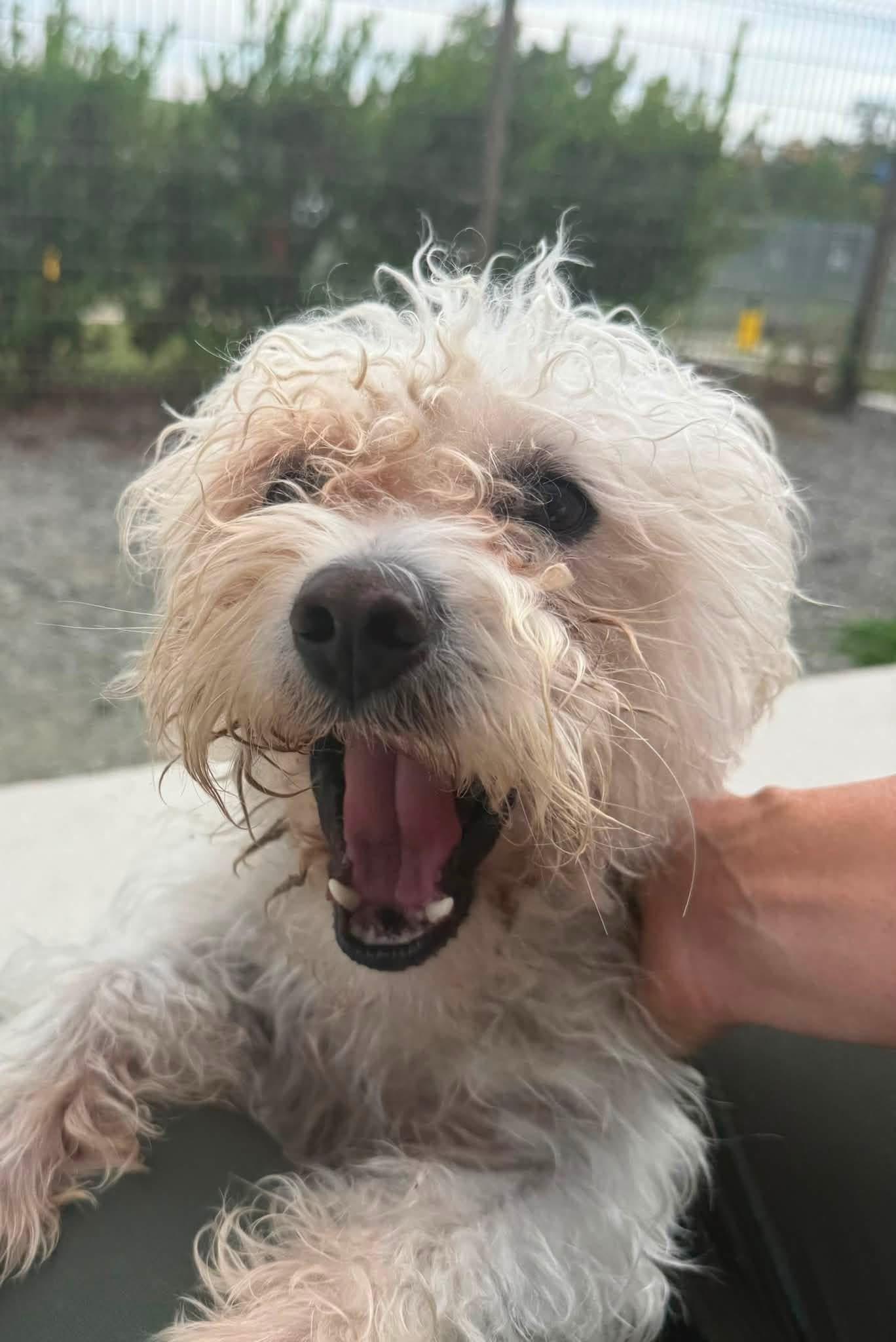 Enlarge Pippin (ID 52953), a Adopted mixed breed in Manassas, VA image 1/2