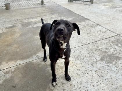 Enlarge Remi, a Adoptable Mixed Breed in Beatrice, NE image 1/3