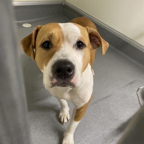 Betty, Adopted, Young Female Pit Bull Terrier.