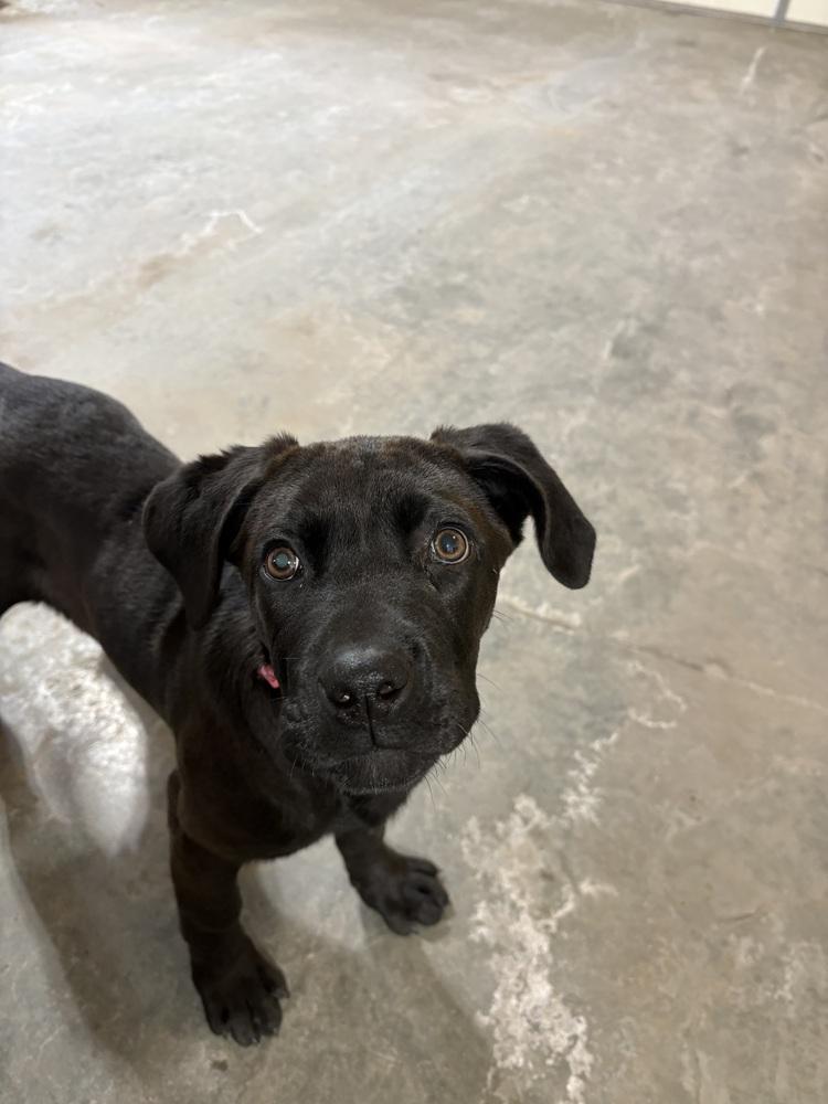 Enlarge Birdie, a Adoptable mixed breed in Deerfield, WI image 1/6