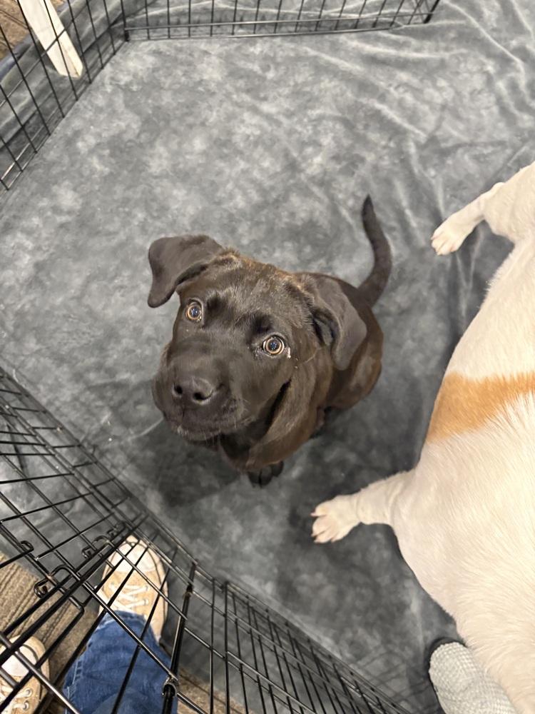 Enlarge Birdie, a Adoptable mixed breed in Deerfield, WI image 3/6