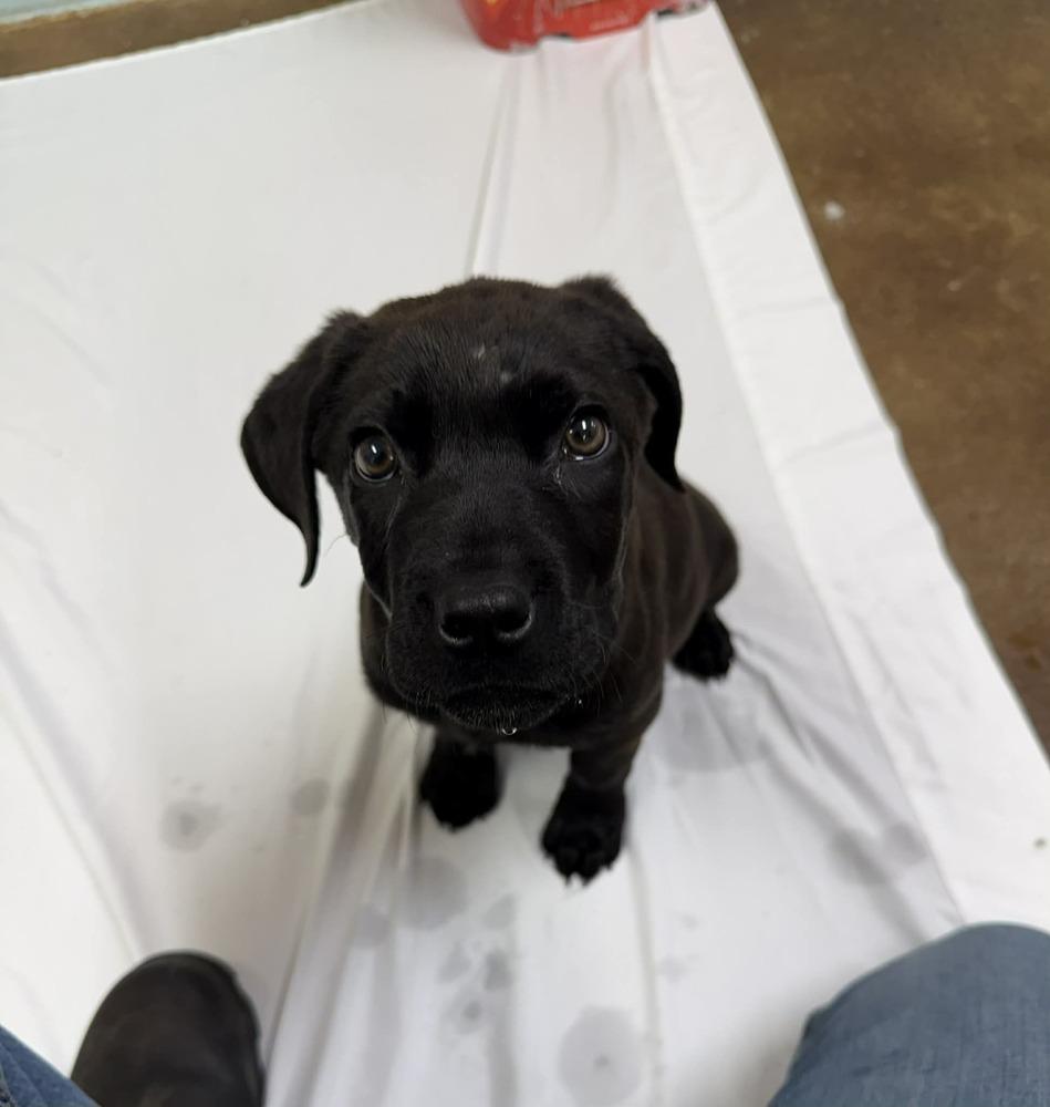Enlarge Birdie, a Adoptable mixed breed in Deerfield, WI image 4/6