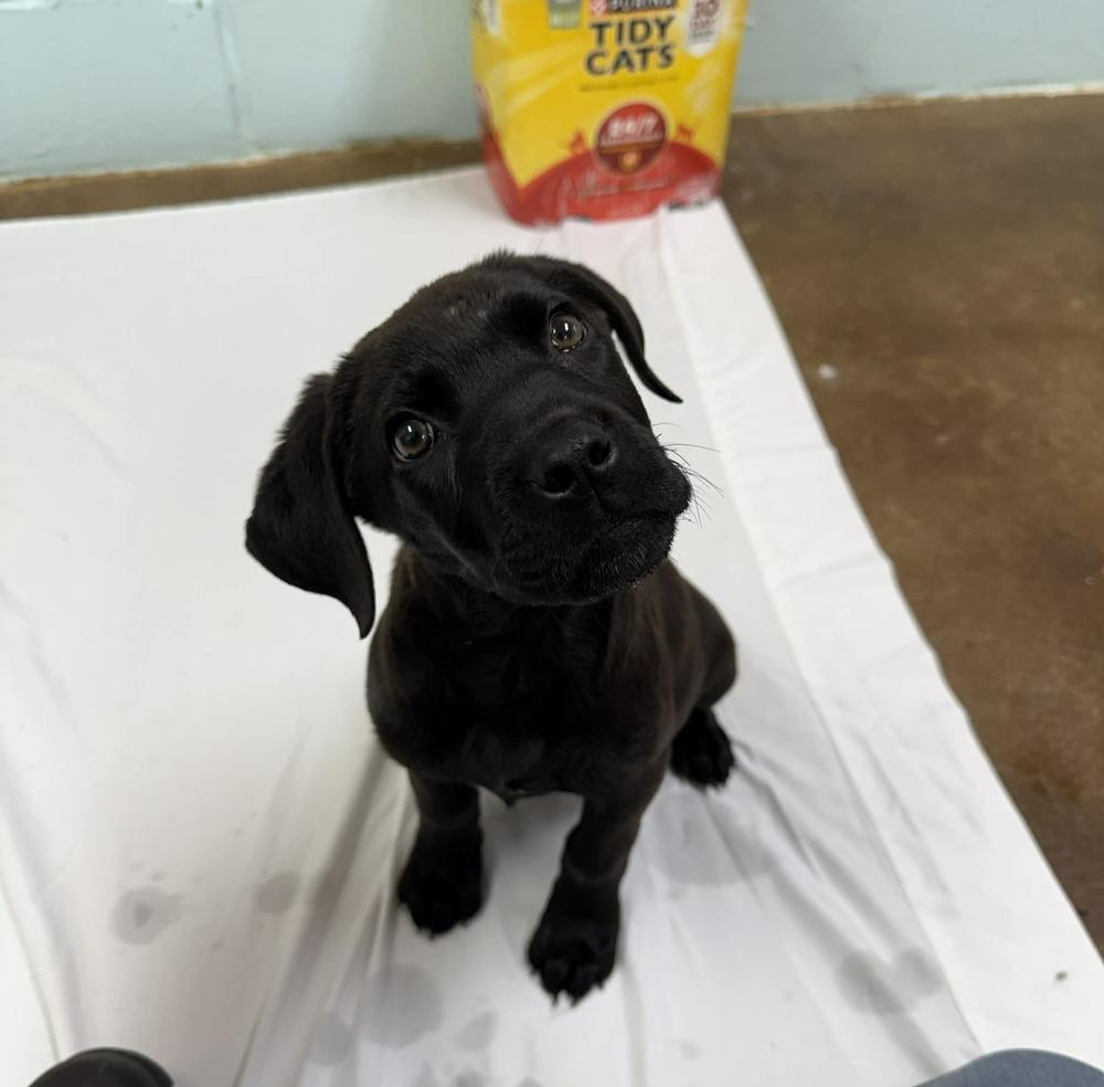 Enlarge Birdie, a Adoptable mixed breed in Deerfield, WI image 5/6