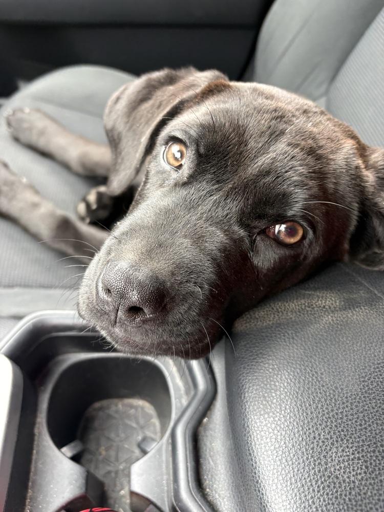 Enlarge Birdie, a Adoptable mixed breed in Deerfield, WI image 6/6