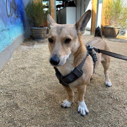 Enlarge Chicky, a Adoptable mixed breed in Carlsbad, CA image 1/6