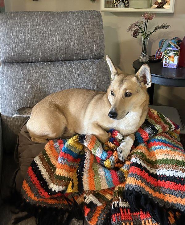 Enlarge Chicky, a Adoptable mixed breed in Carlsbad, CA image 4/6