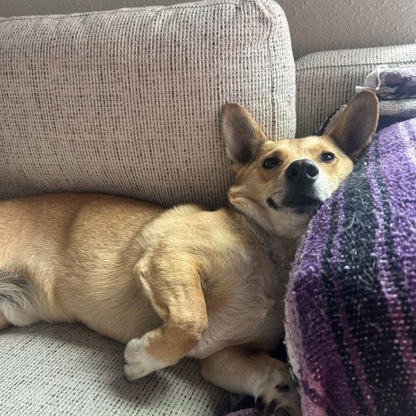 Enlarge Chicky, a Adoptable mixed breed in Carlsbad, CA image 6/6