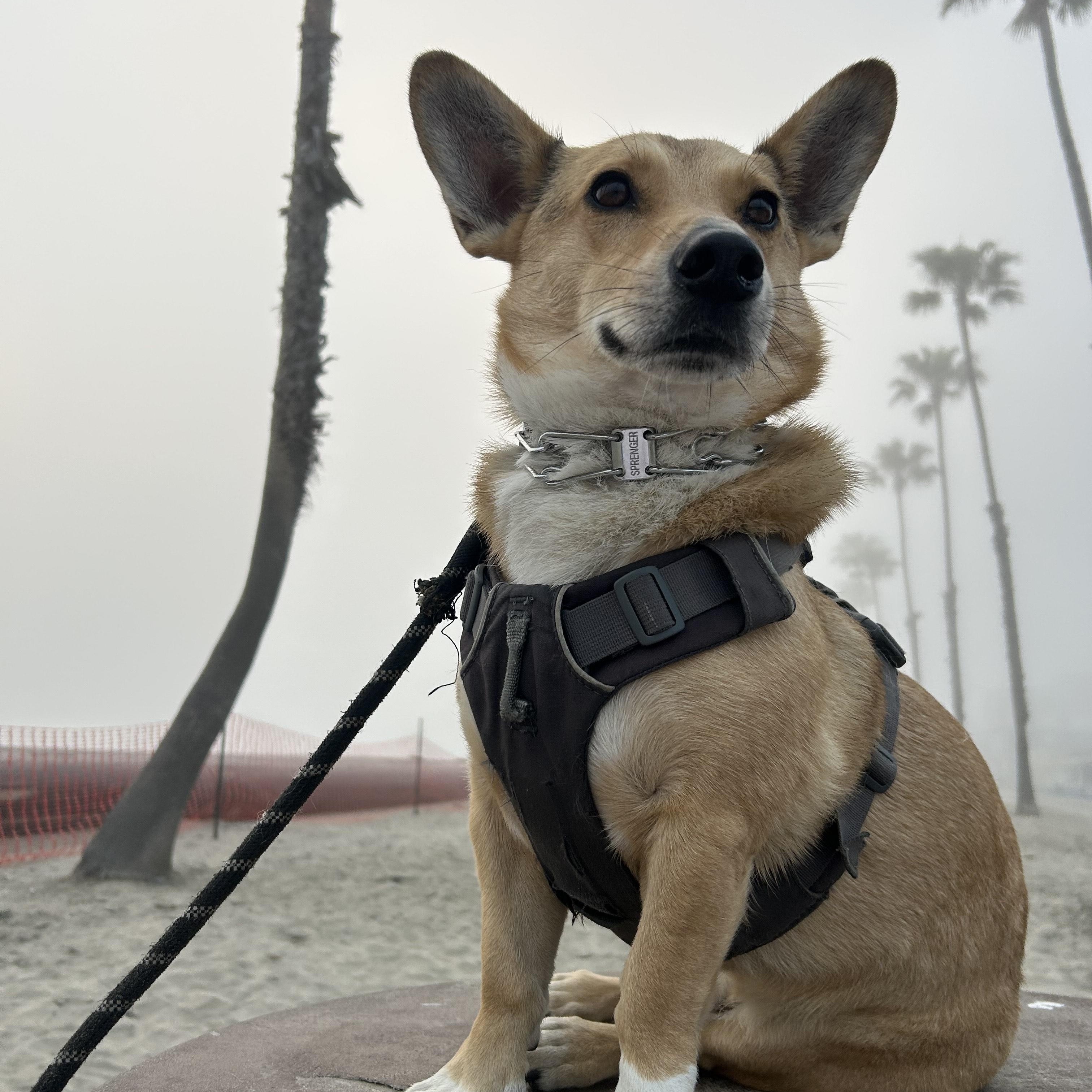 Enlarge Chicky, a Adoptable mixed breed in Carlsbad, CA image 5/6