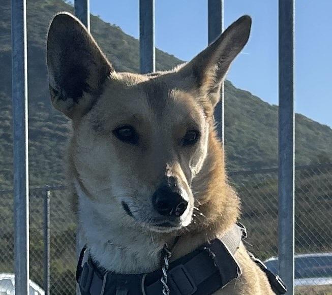 Enlarge Chicky, a Adoptable mixed breed in Carlsbad, CA image 3/6