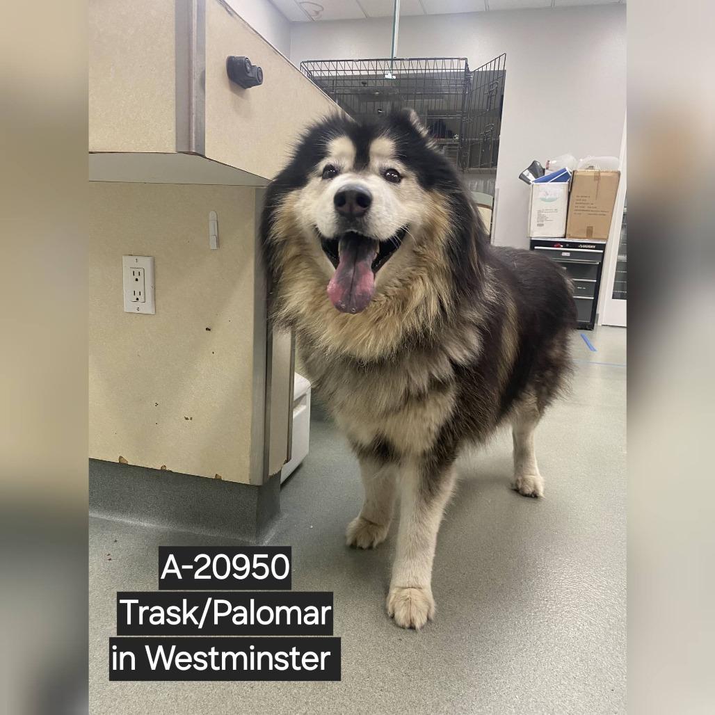 Mammoth, Adoptable, Adult Male Alaskan Malamute.