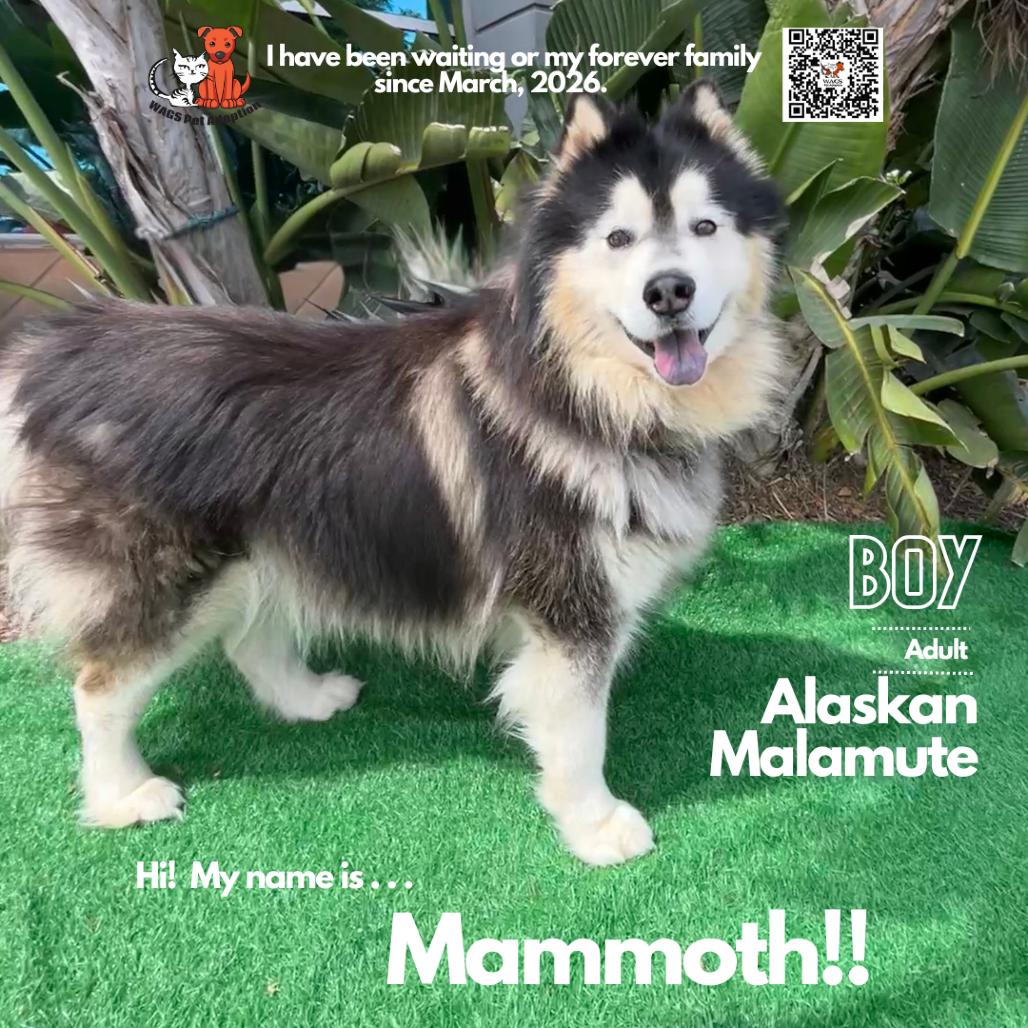 Enlarge Mammoth, a Adoptable Alaskan Malamute in Westminster, CA image 2/2