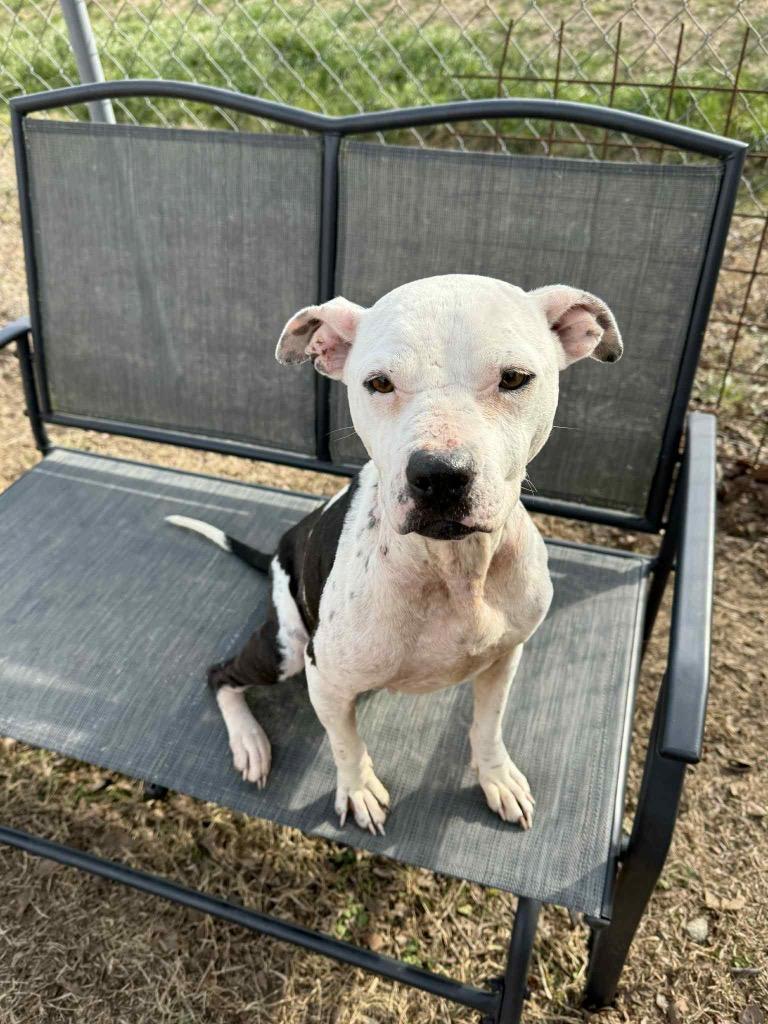 Enlarge Peggy Sue, a Adoptable mixed breed in Metter, GA image 1/1