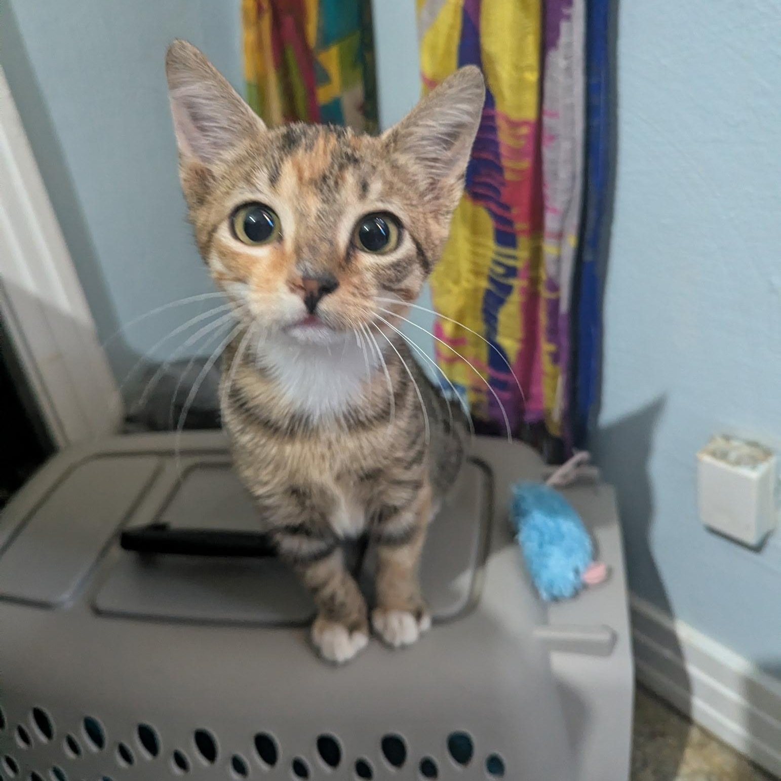 Enlarge Ginger, a Adopted Torbie in Tampa, FL image 3/6