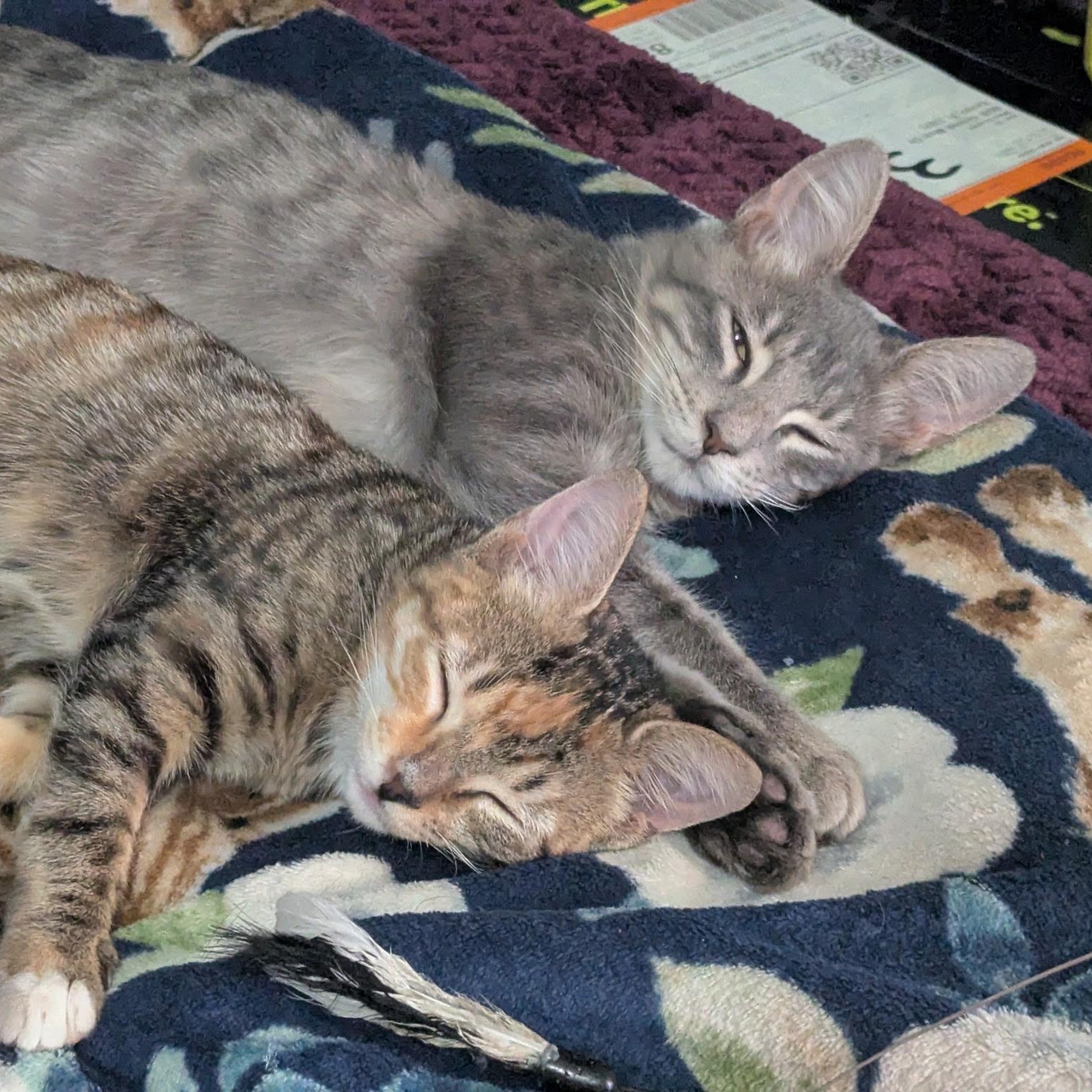 Enlarge Ginger, a Adopted Torbie in Tampa, FL image 2/6