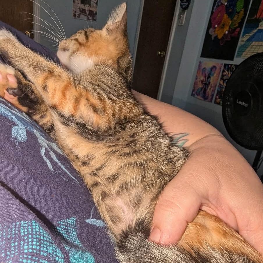 Enlarge Ginger, a Adopted Torbie in Tampa, FL image 6/6