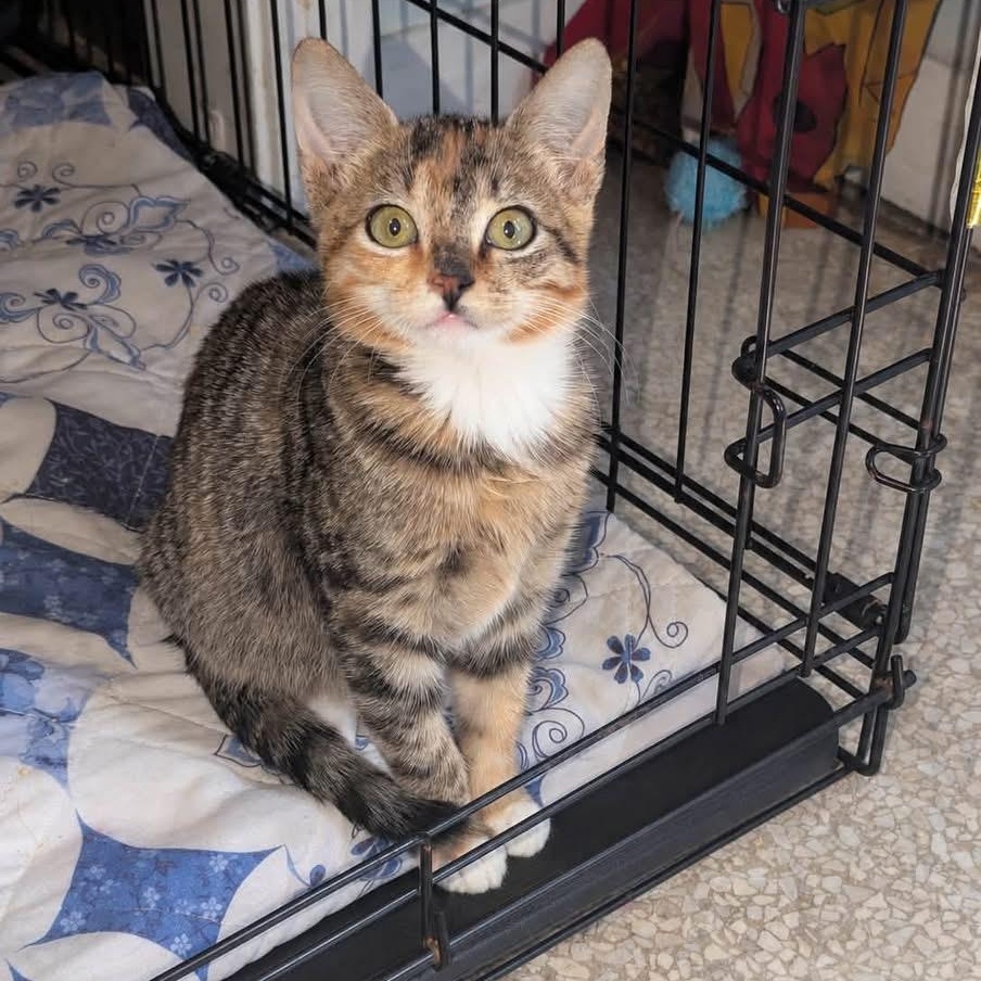 Enlarge Ginger, a Adopted Torbie in Tampa, FL image 5/6
