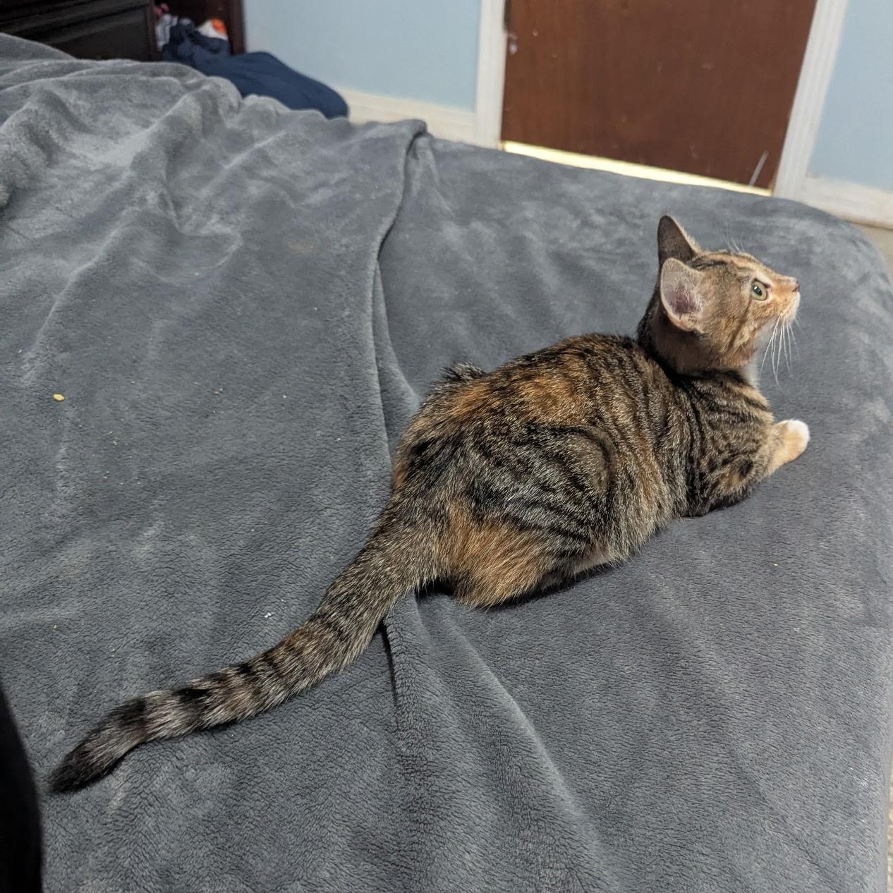 Enlarge Ginger, a Adopted Torbie in Tampa, FL image 4/6