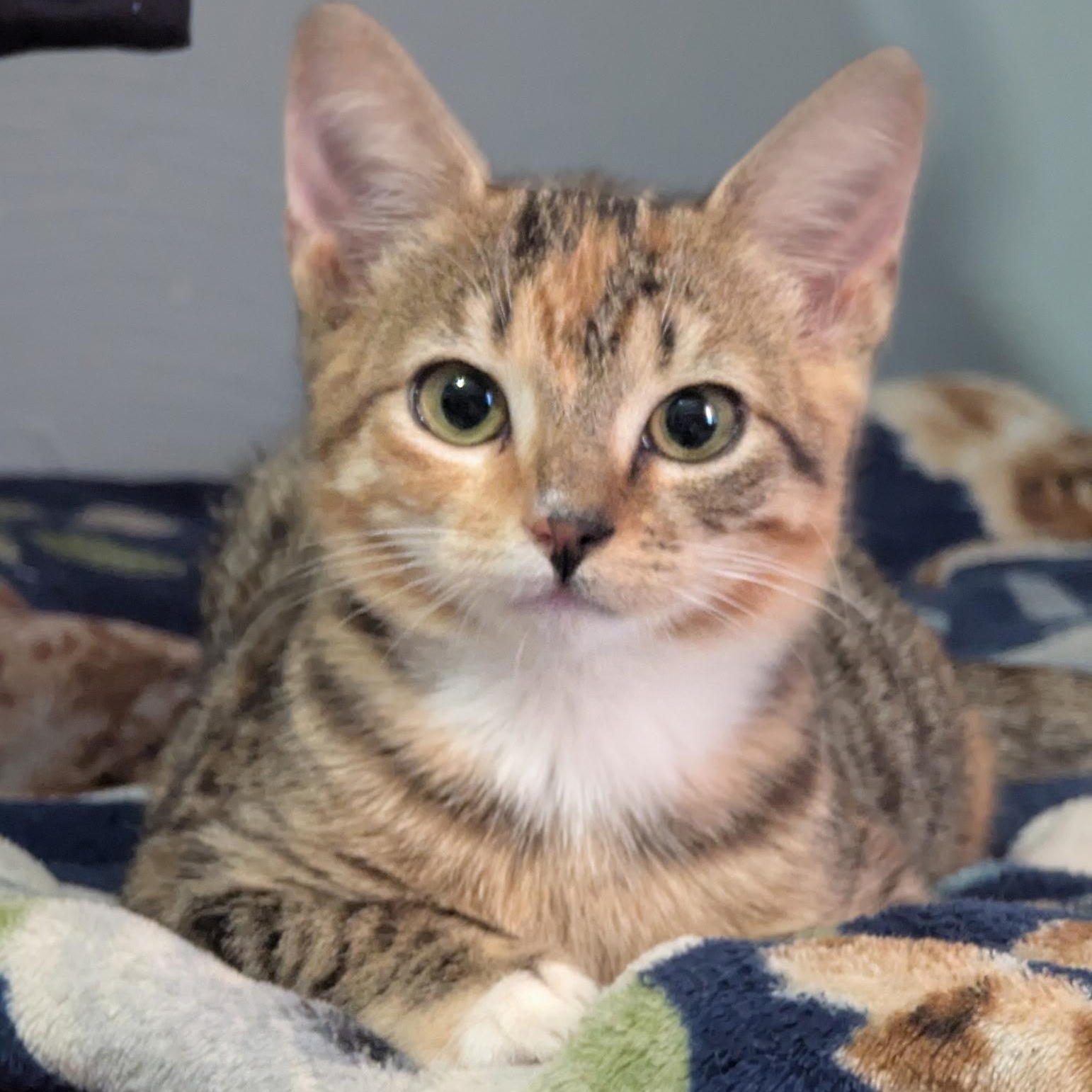 Ginger, Adopted, Kitten Female Torbie.