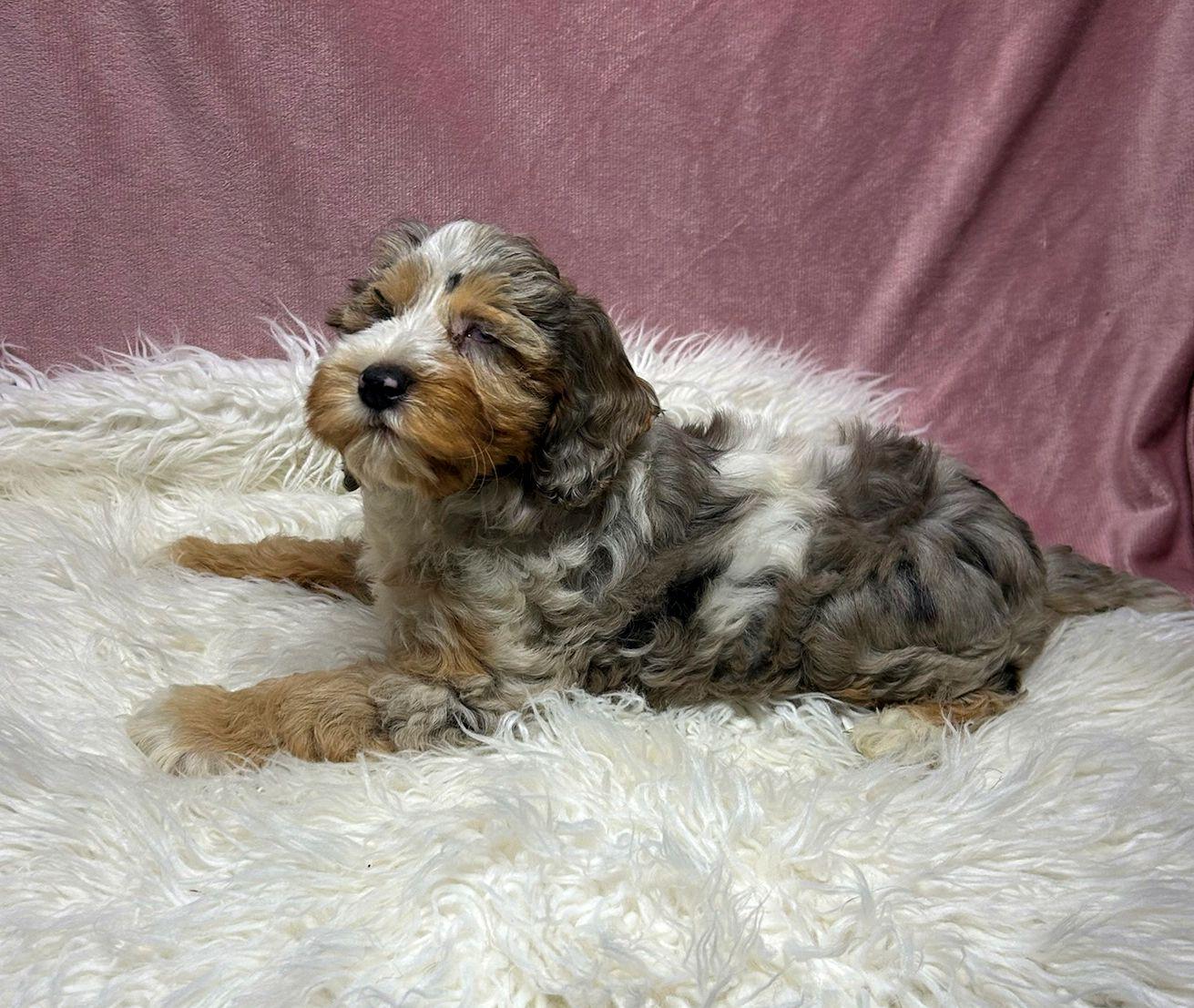 Enlarge SPRINKLES (ohiosdrescue@gmail.com), an adopted Cockapoo in Elyria, OH image 3/4
