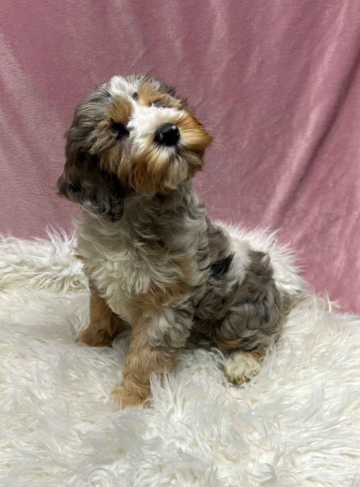 Enlarge SPRINKLES (ohiosdrescue@gmail.com), an adopted Cockapoo in Elyria, OH image 4/4