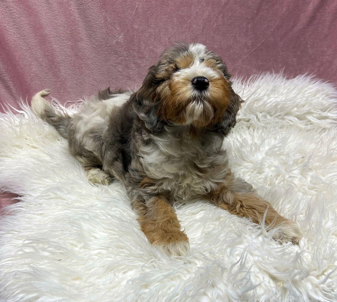 Enlarge SPRINKLES (ohiosdrescue@gmail.com), an adopted Cockapoo in Elyria, OH image 2/4