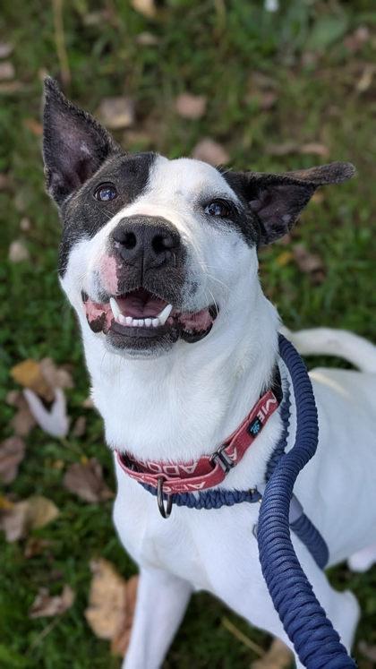 Morty, Adoptable, Adult Male Mixed Breed & Mixed Breed.