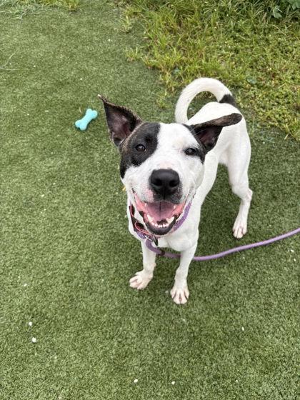 Enlarge Morty, a Adoptable mixed breed in Ashtabula, OH image 2/3