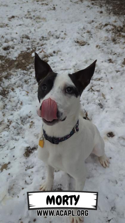Enlarge Morty, a Adoptable mixed breed in Ashtabula, OH image 3/3