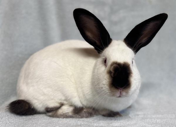Taki, a Adoptable mixed breed in Monterey, CA image 2/2