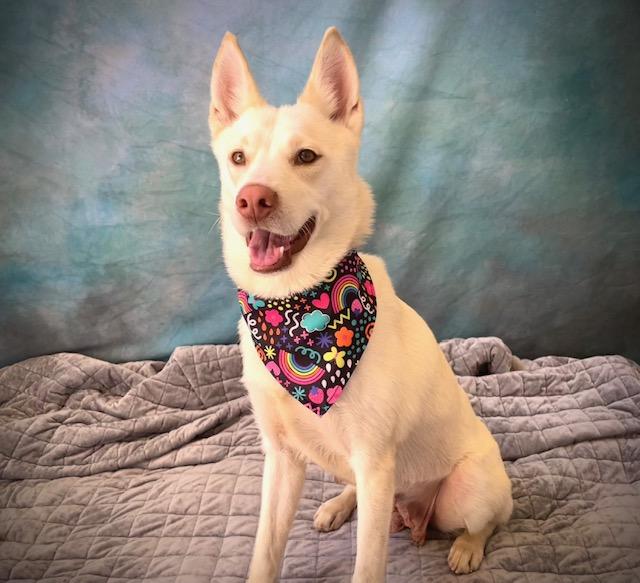 ANGEL, Adoptable, Young Female German Shepherd Dog.