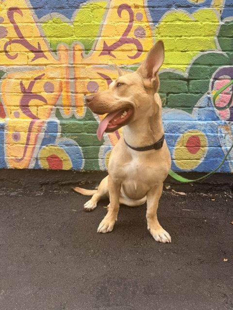 Enlarge Midge Doglando Graduate, a Adoptable mixed breed in Sanford, FL image 2/3
