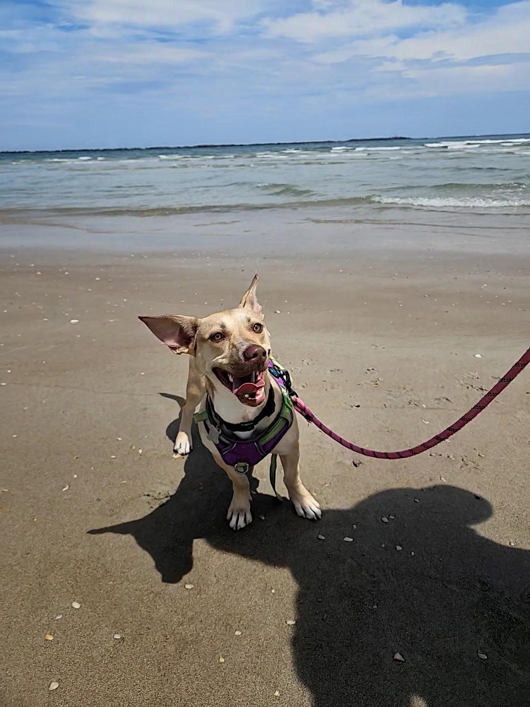 Enlarge Midge Doglando Graduate, a Adoptable mixed breed in Sanford, FL image 2/3