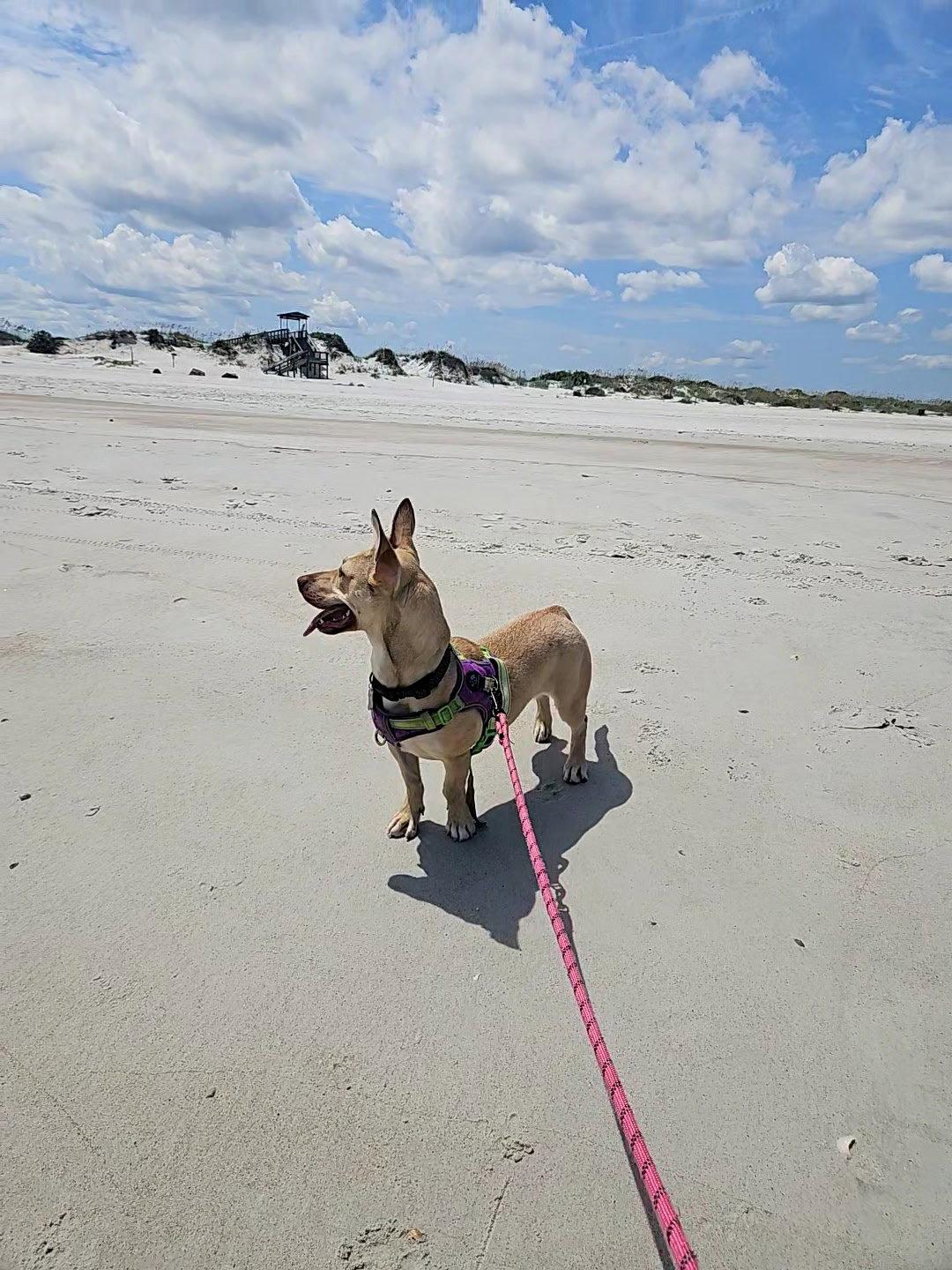 Enlarge Midge Doglando Graduate, a Adoptable mixed breed in Sanford, FL image 3/3