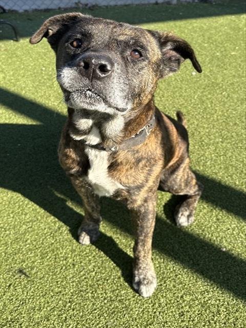 Enlarge ARTHUR, a Adoptable mixed breed in Pasadena, TX image 1/1