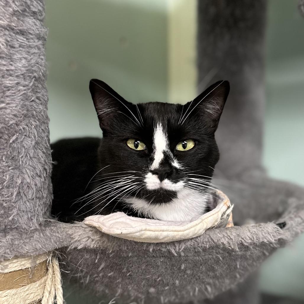 Enlarge Penguin, a Adoptable Domestic Short Hair in Priest River, ID image 1/4