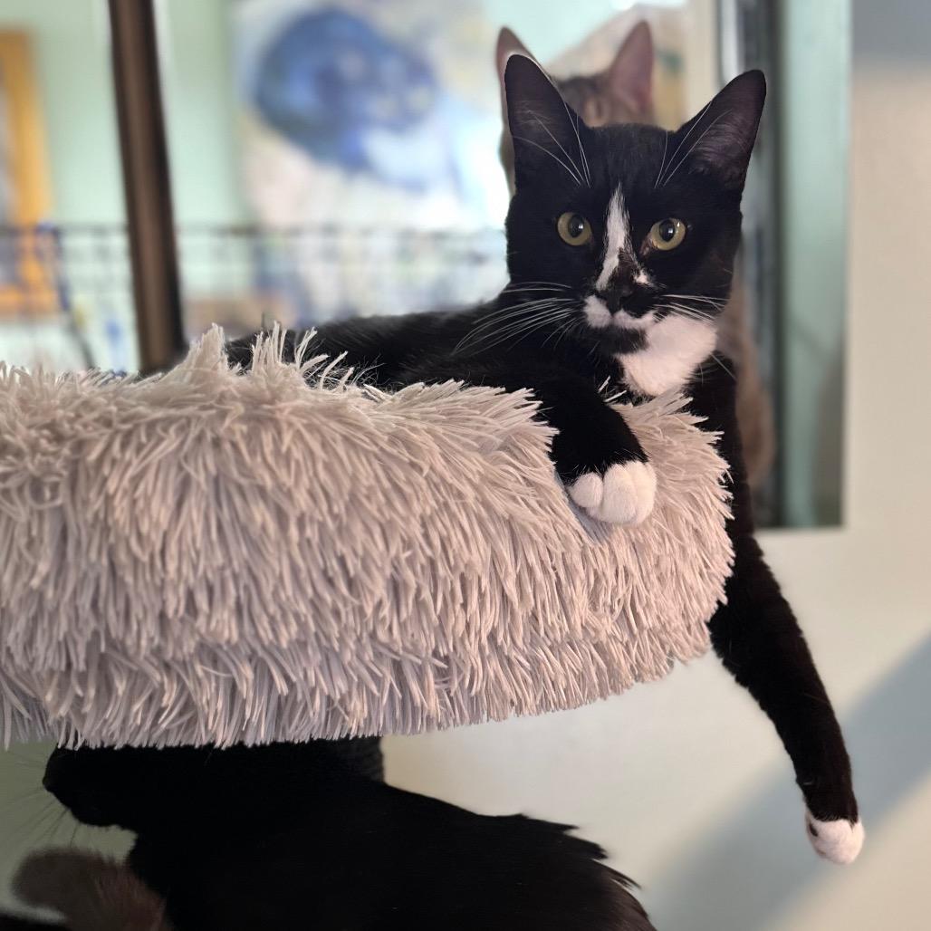 Enlarge Penguin, a Adoptable Domestic Short Hair in Priest River, ID image 3/4