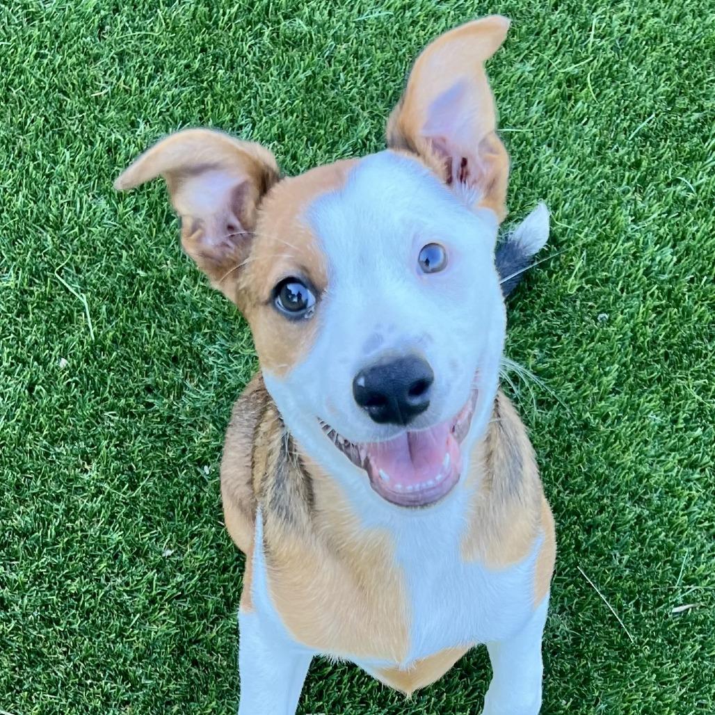 Kuri (#1), Adoptable, Puppy Male Hound & Terrier.