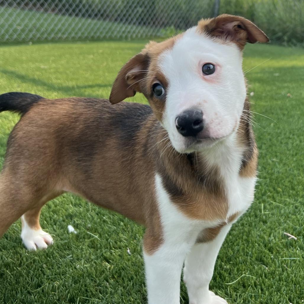 Kuri (#1), Adoptable, Puppy Male Hound & Terrier.