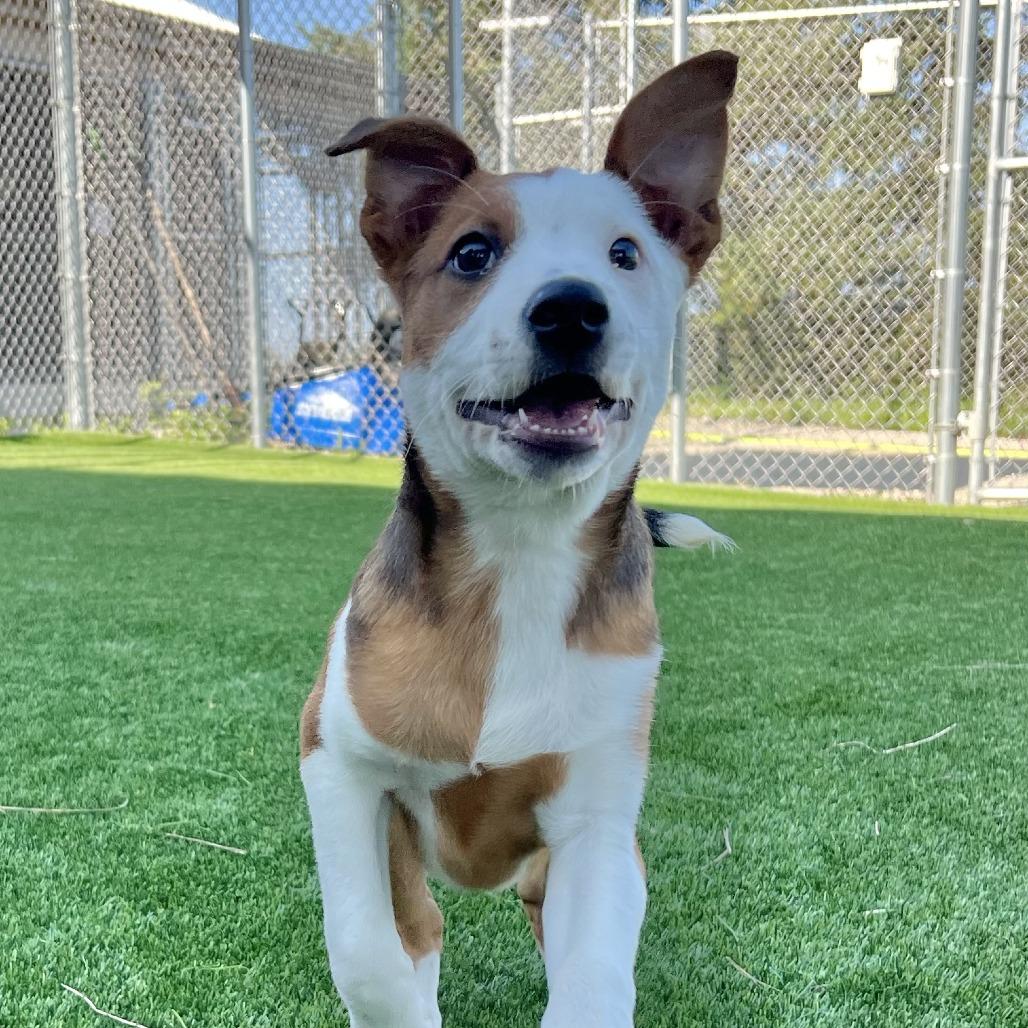Enlarge Kuri (#1), a Adoptable mixed breed in Chicago, IL image 2/5