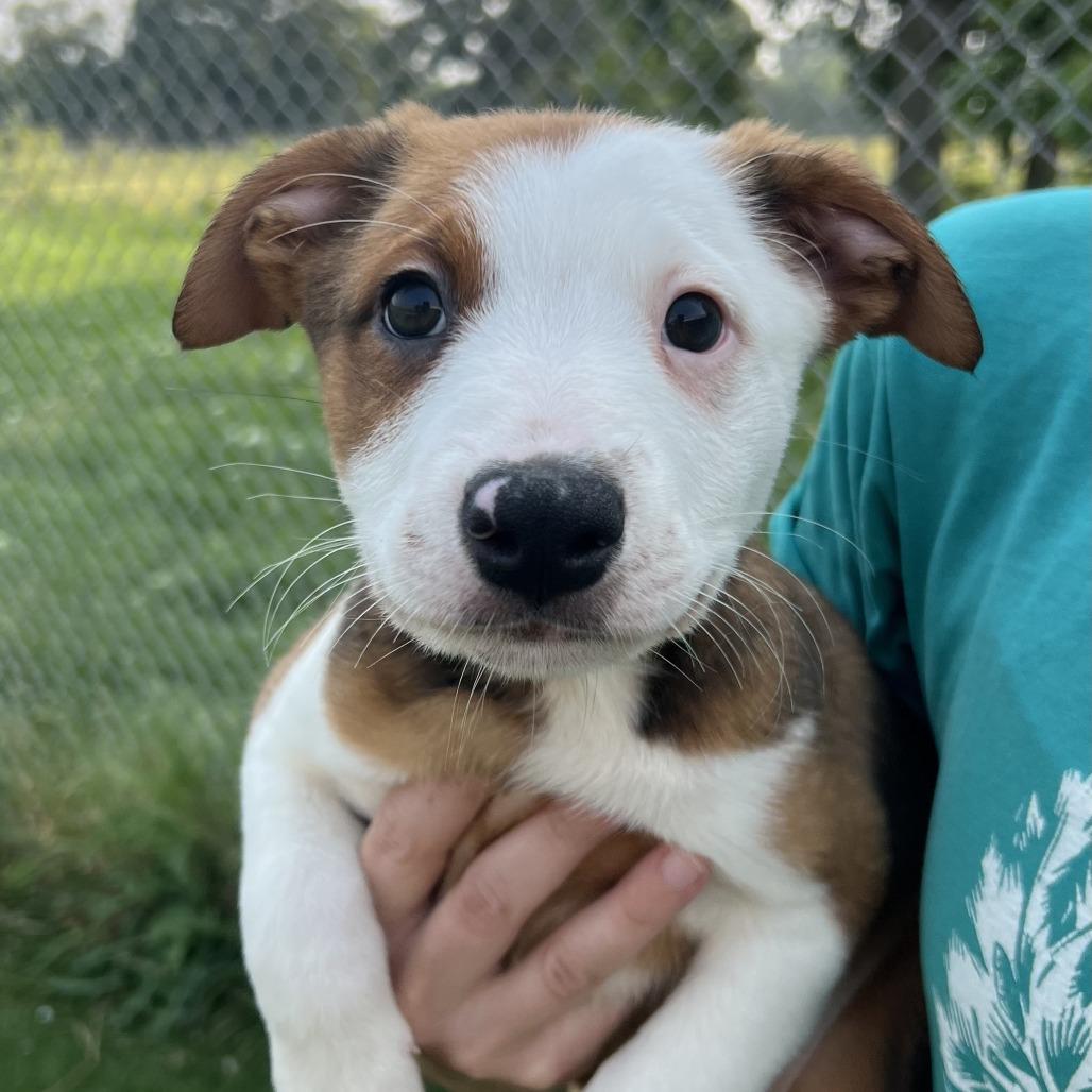 Kuri (#1), a Adoptable mixed breed in Chicago, IL image 2/2