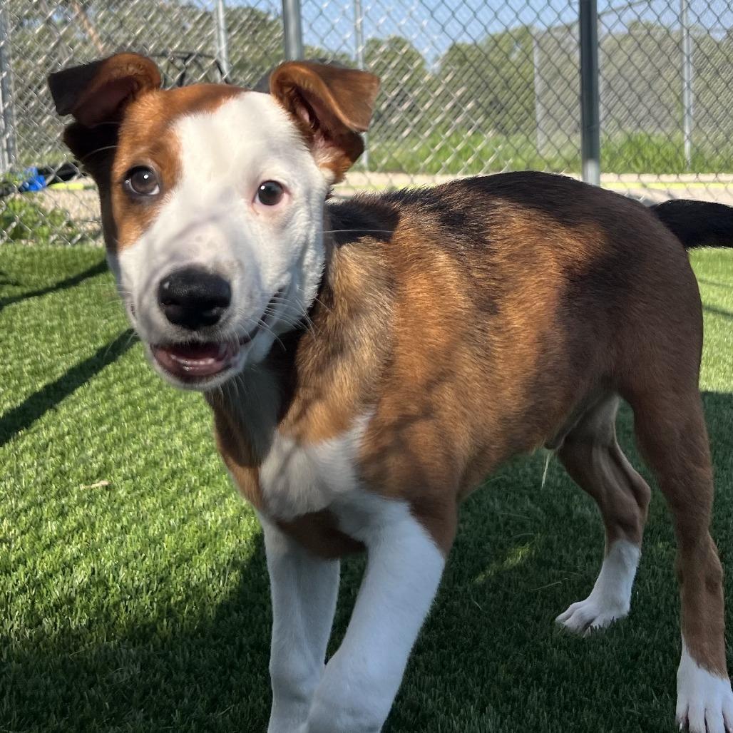 Enlarge Kuri (#1), a Adoptable mixed breed in Chicago, IL image 3/5
