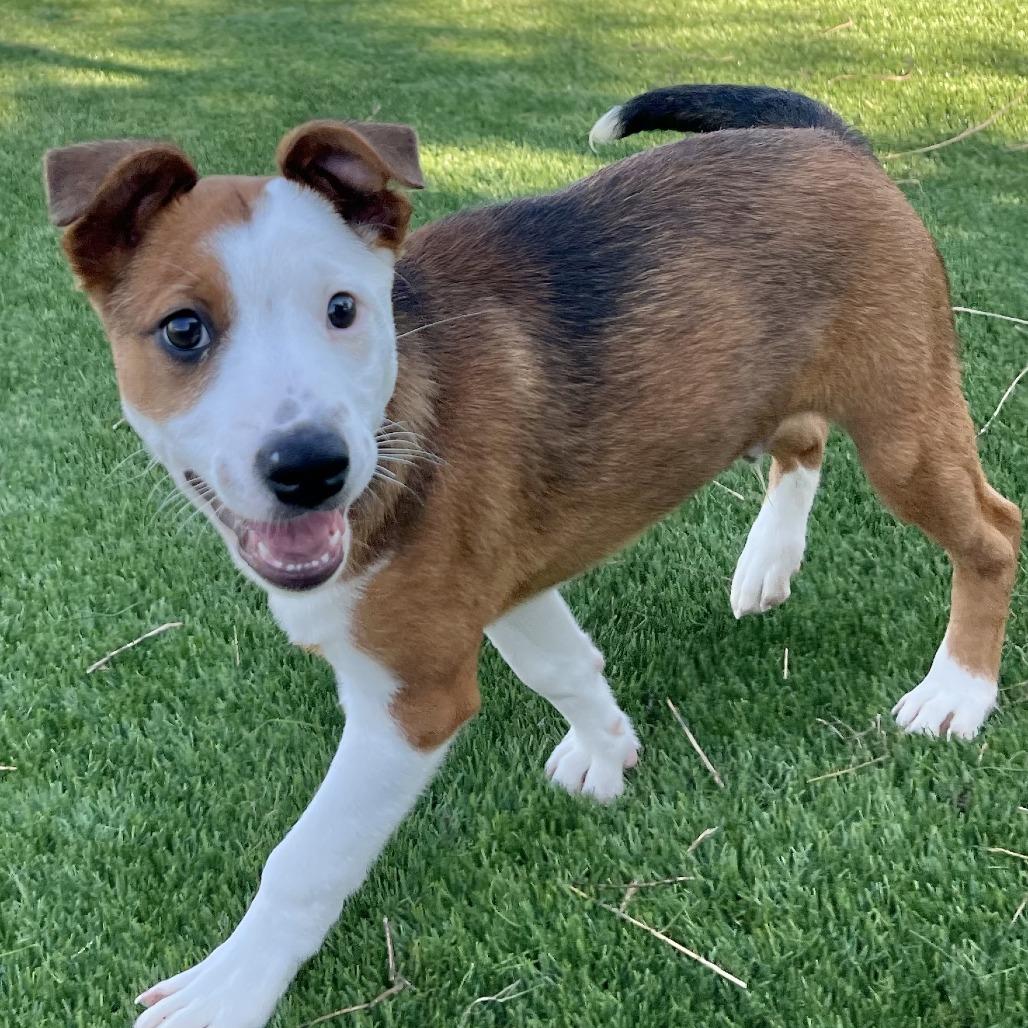 Enlarge Kuri (#1), a Adoptable mixed breed in Chicago, IL image 4/5