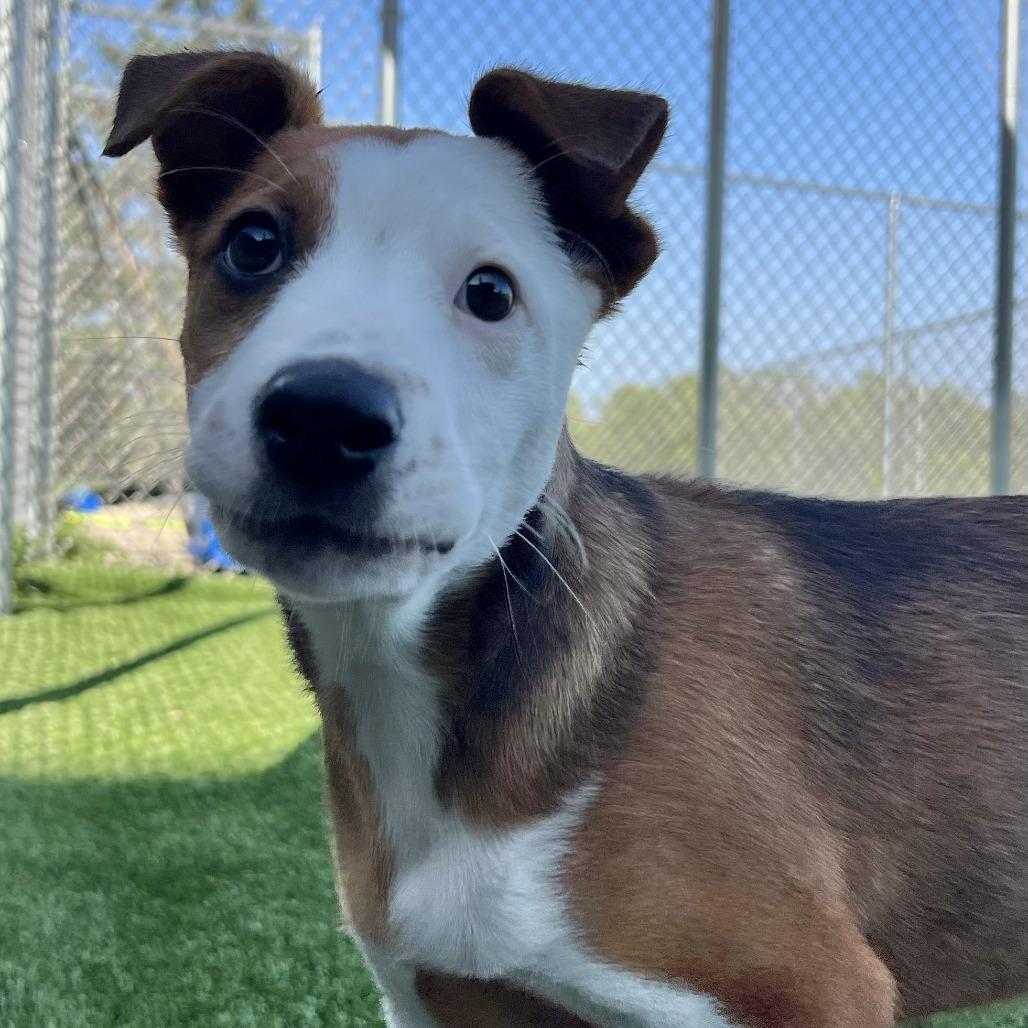 Enlarge Kuri (#1), a Adoptable mixed breed in Chicago, IL image 5/5