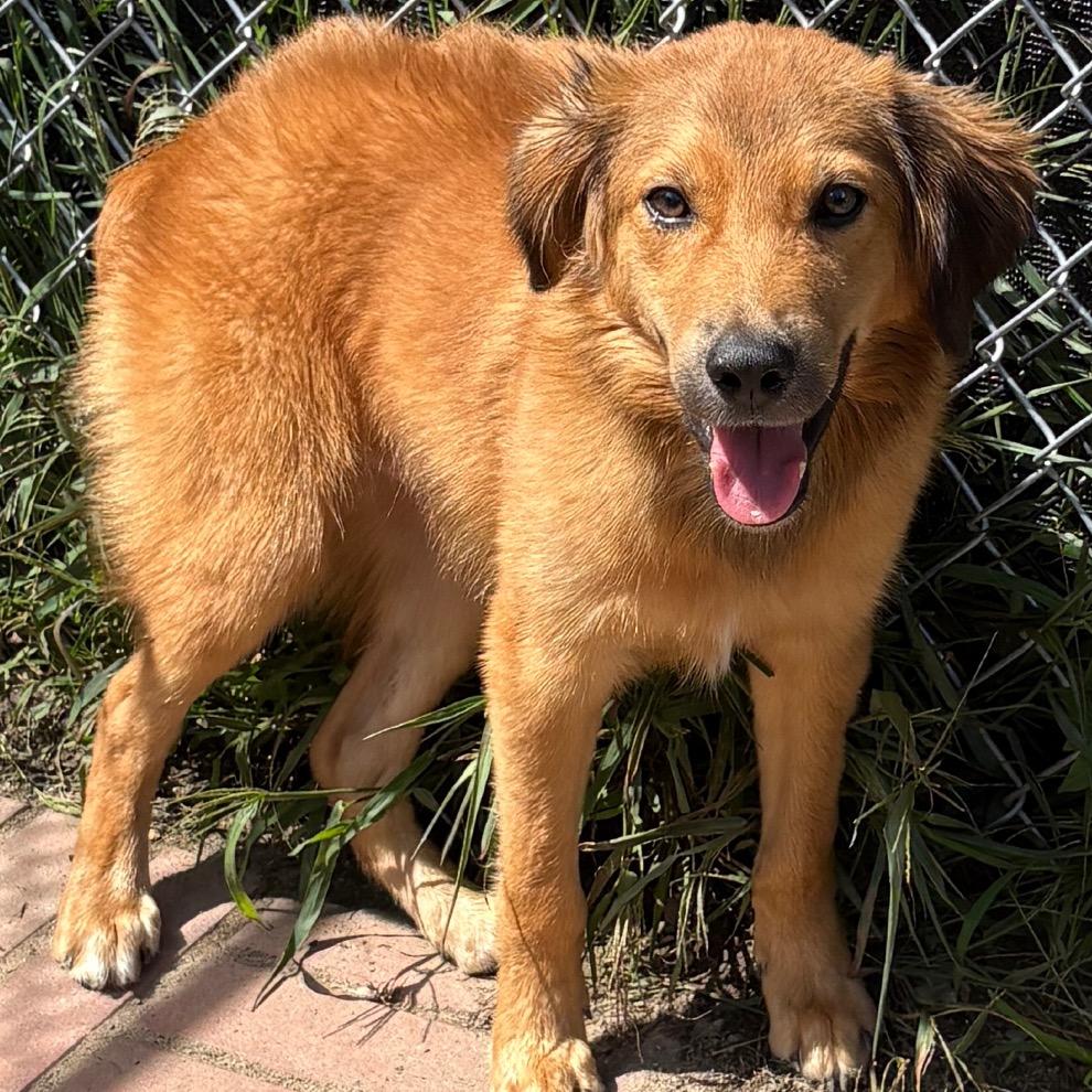 Taylor, Adoptable, Young Male Australian Shepherd & Mixed Breed.