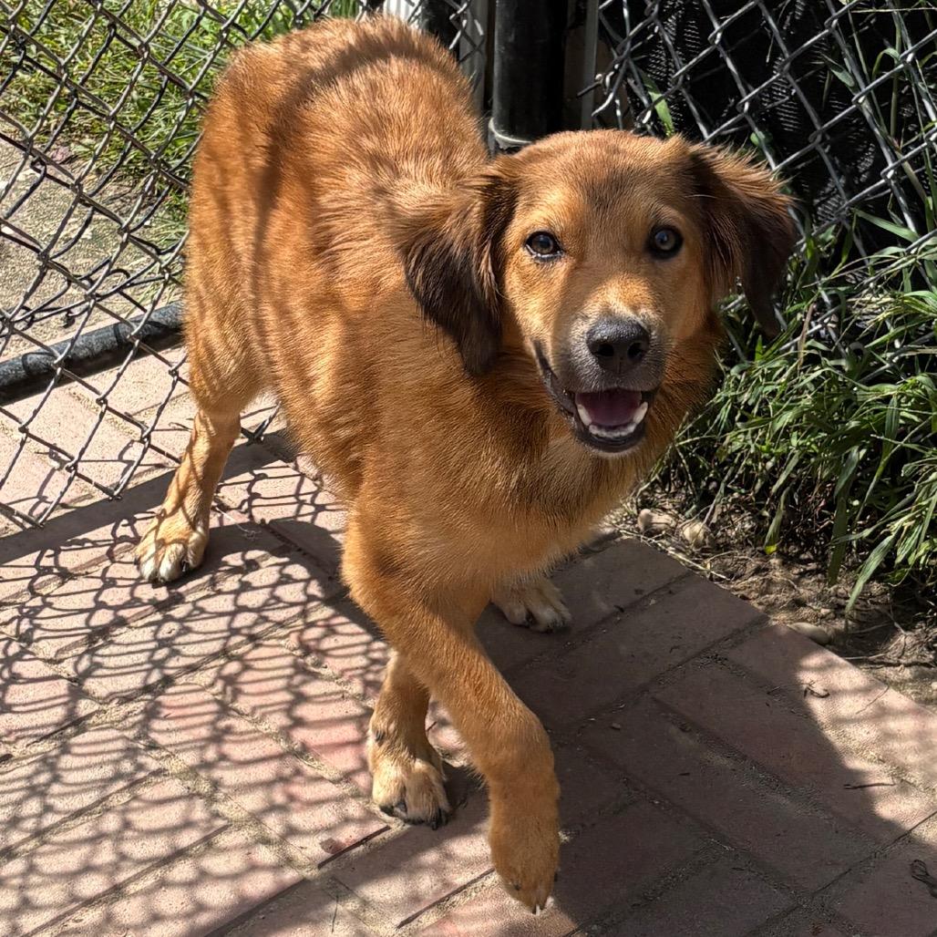 Enlarge Taylor, a Adoptable mixed breed in Calverton, NY image 2/5