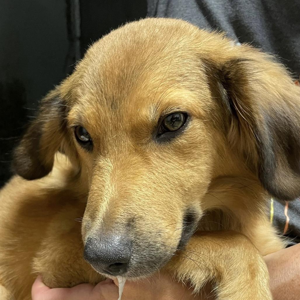 Enlarge Taylor, a Adoptable mixed breed in Calverton, NY image 3/5