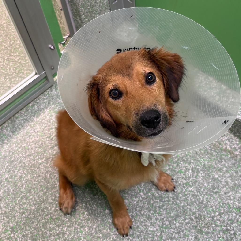 Enlarge Taylor, a Adoptable mixed breed in Calverton, NY image 4/5