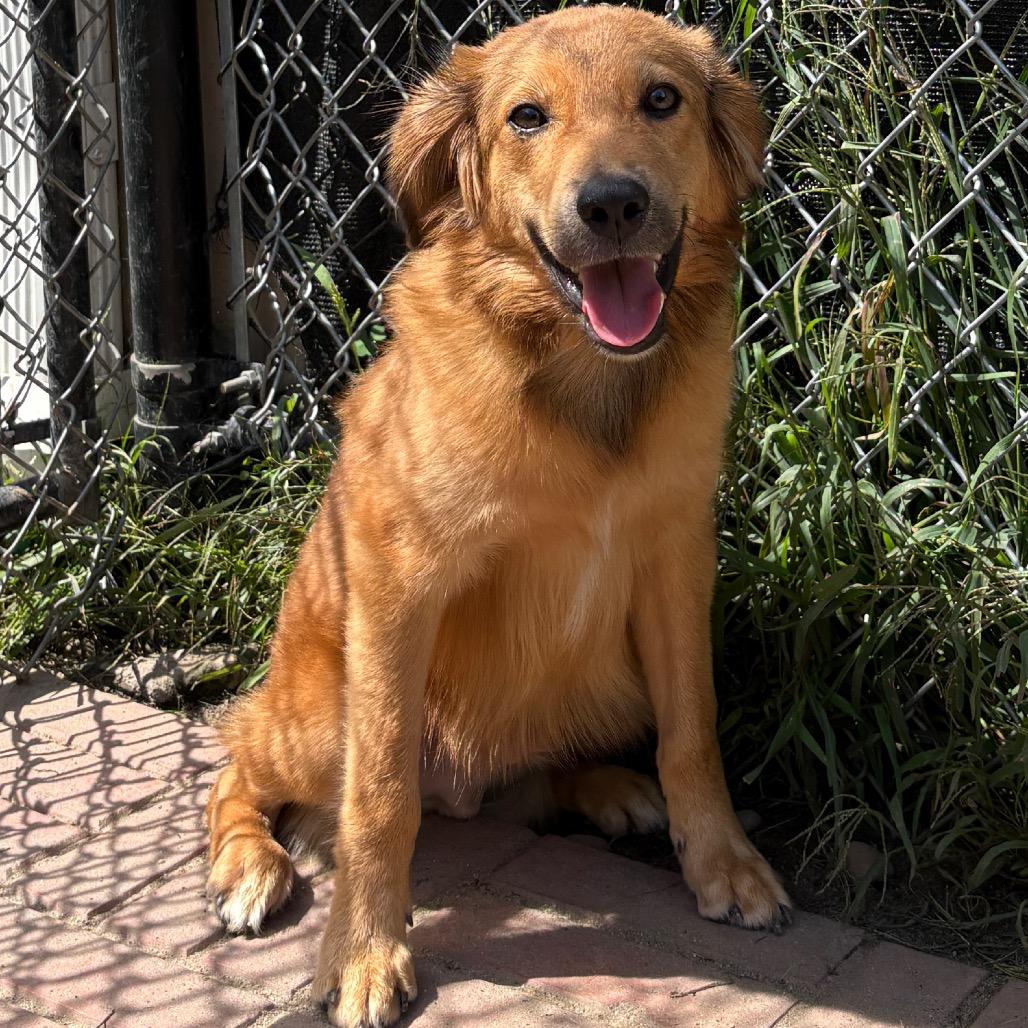 Enlarge Taylor, a Adoptable mixed breed in Calverton, NY image 5/5