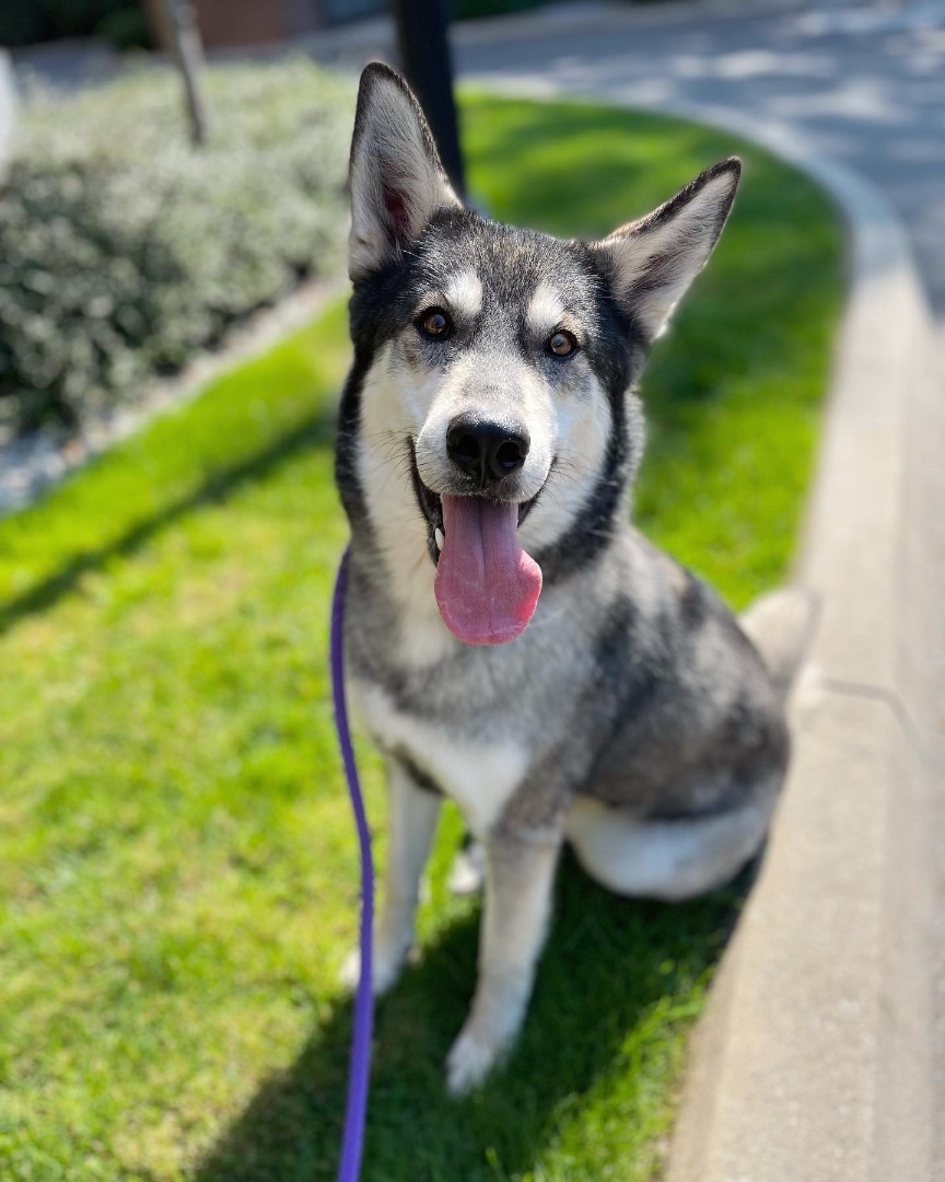 Mila, Adoptable, Young Female Husky & Siberian Husky.