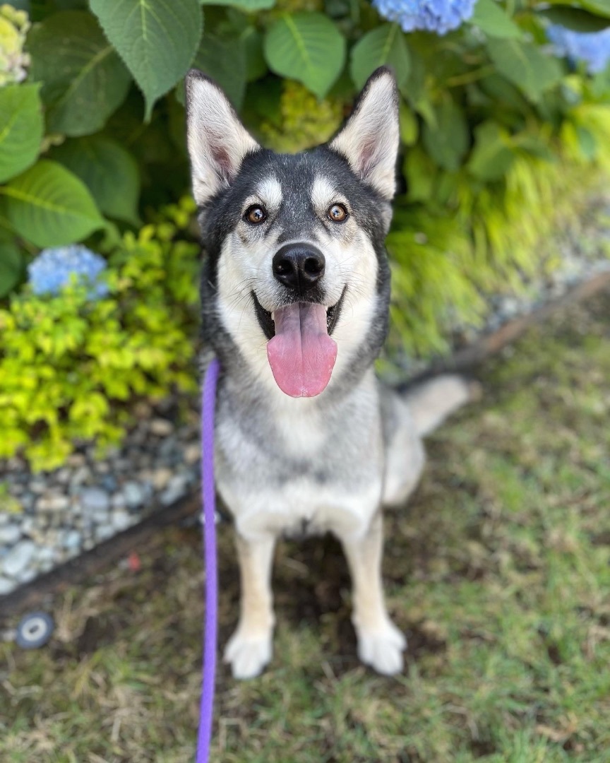 Mila, a Adoptable mixed breed in lynnwood , WA image 2/14